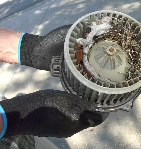 About Air Duct Mice Removal in Ferry Pass, FL